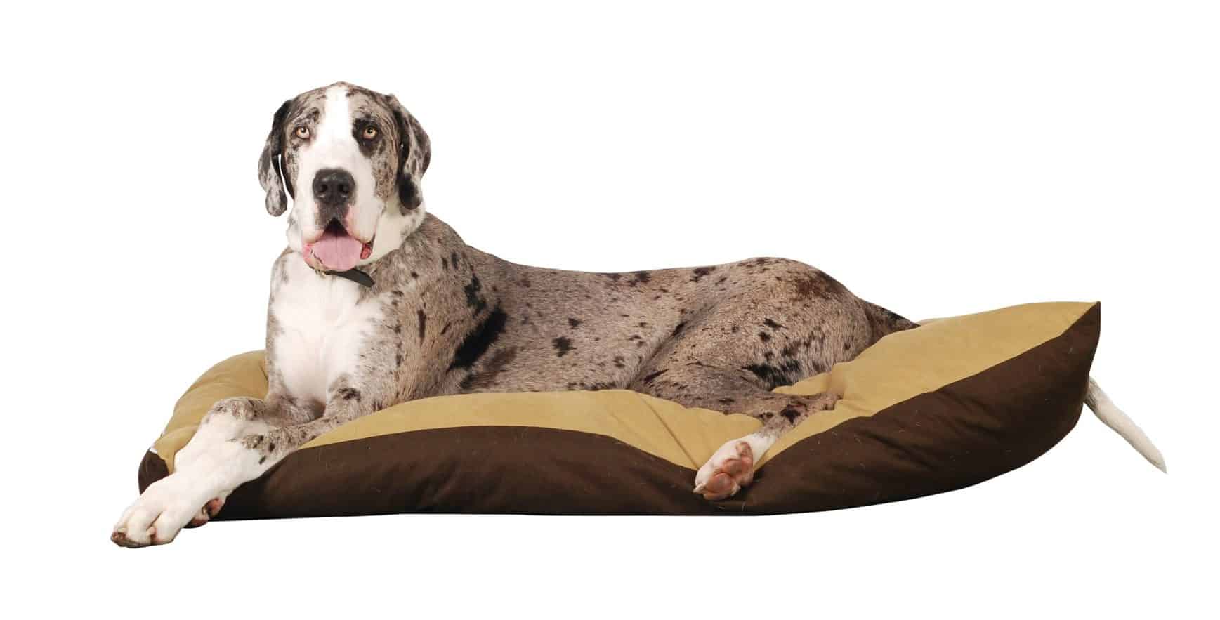 Best dog food for Great Danes and puppies in 2020 ...