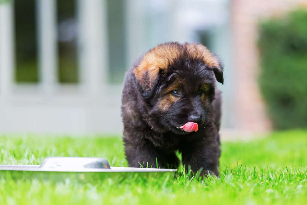 Best food for German Shepherd puppy