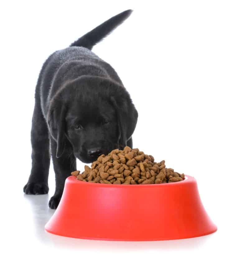 ? Best puppy food for Labs in 2024 ? GoodPuppyFood
