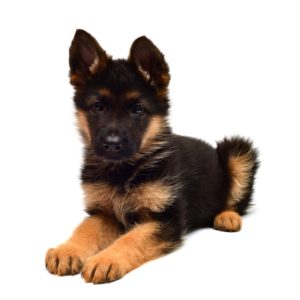 German Shepherd puppy is waiting for food