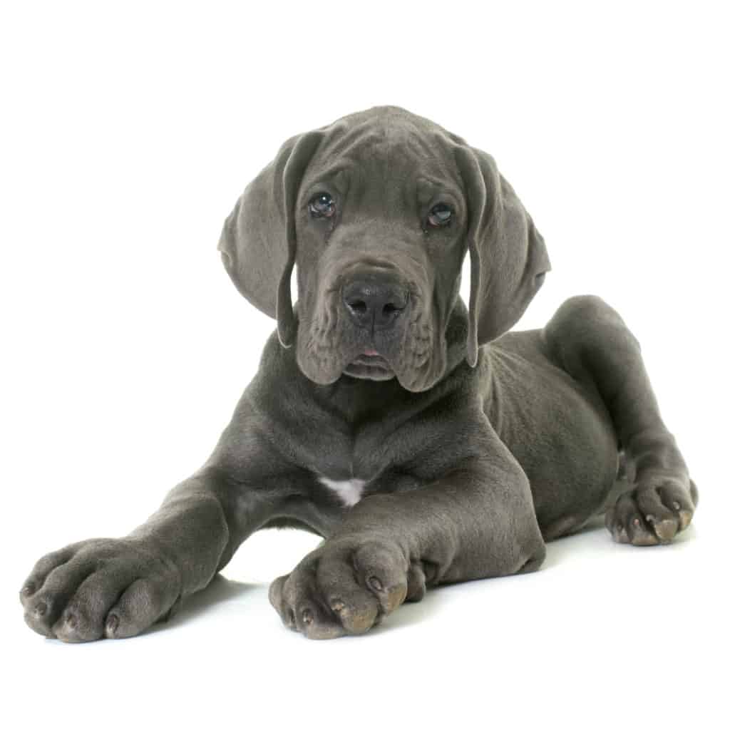 🦴 Best dog food for Great Danes and puppies in 2021 🦴