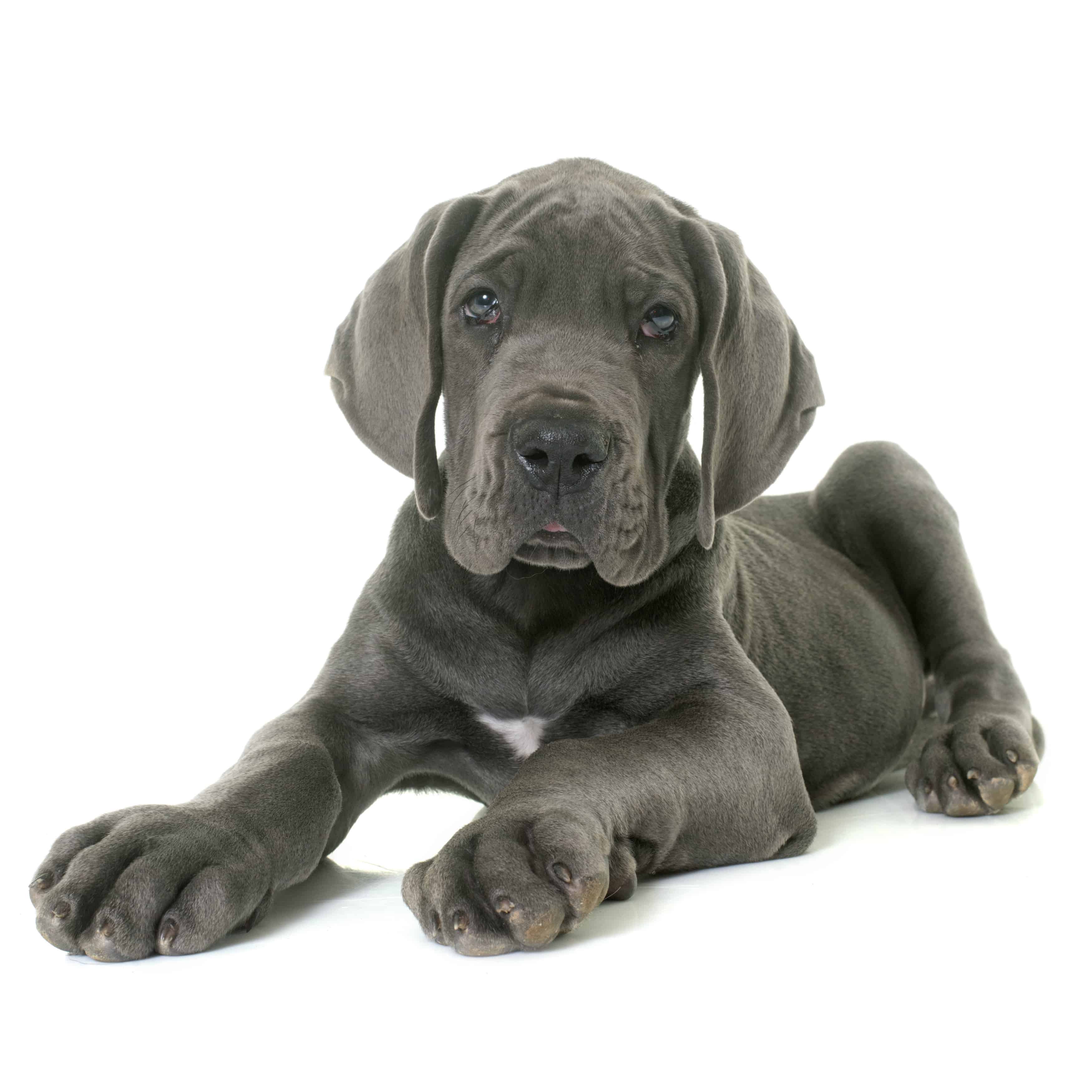 dog food for great dane puppies