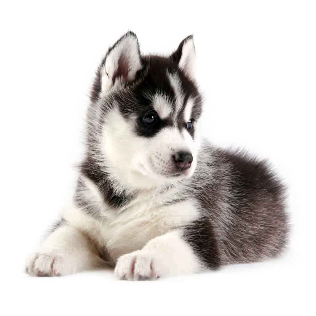 31 Best Pictures Husky Puppy Food Diet : Siberian Husky Feeding Tips