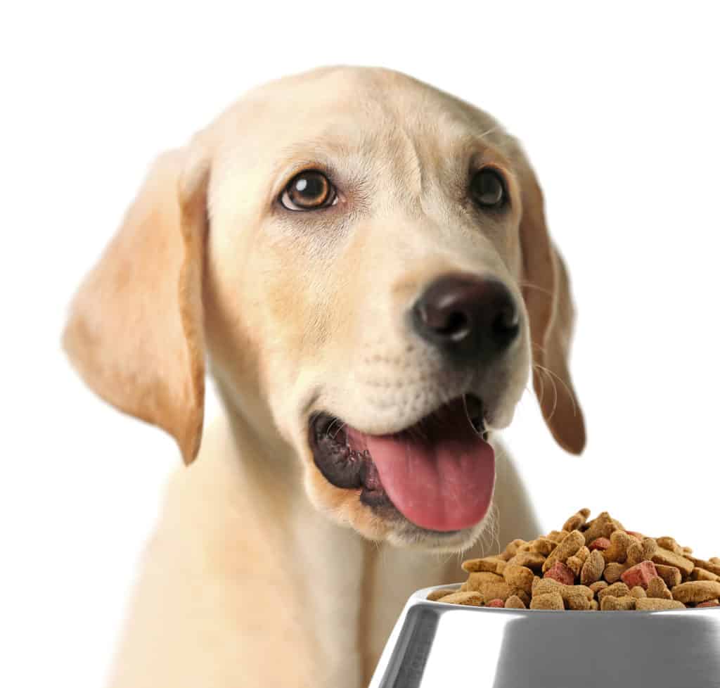 What Is The Food Of Labrador Puppy