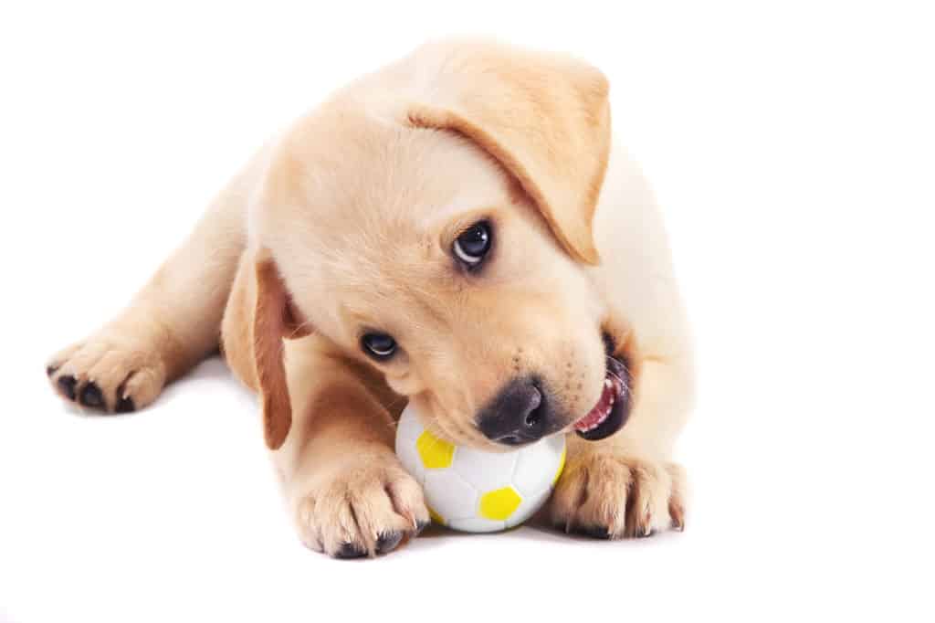 Labrador puppy with ball