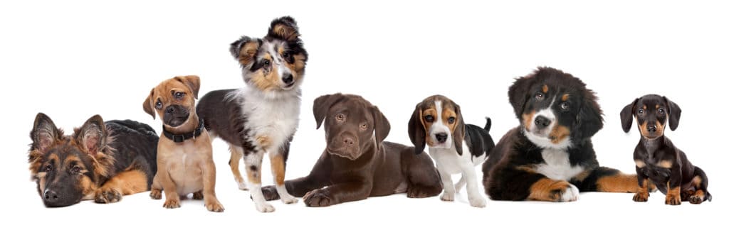 Puppies different breeds