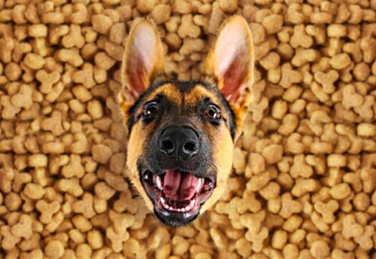 ? Best food for German Shepherd puppy in 2024 ? GoodPuppyFood