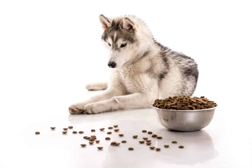 best dry dog food for siberian husky