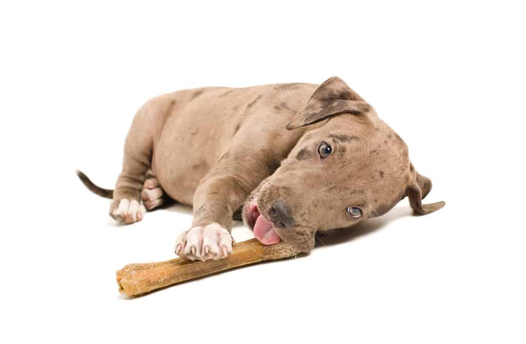 baby pitbull food