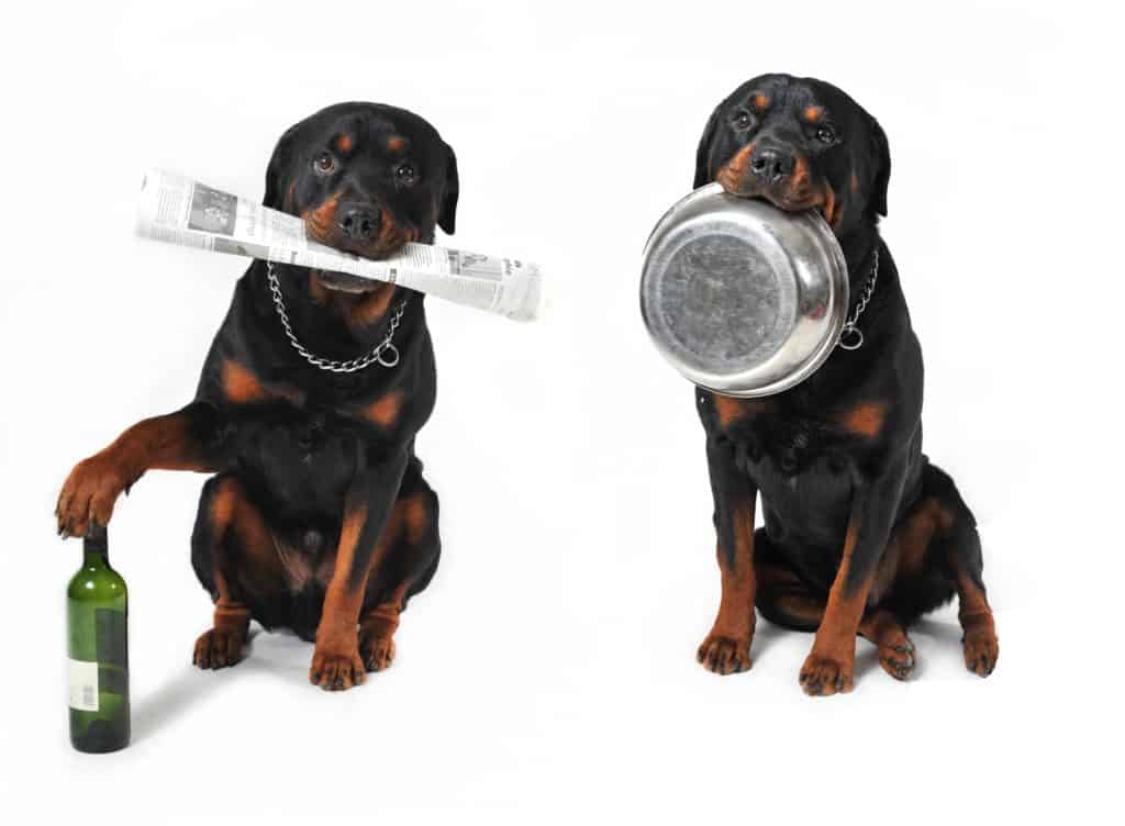 Rottweiler Food Diet Chart