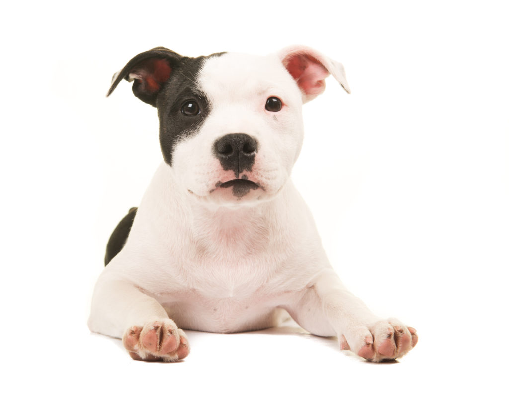 what is the best food to feed a pitbull puppy