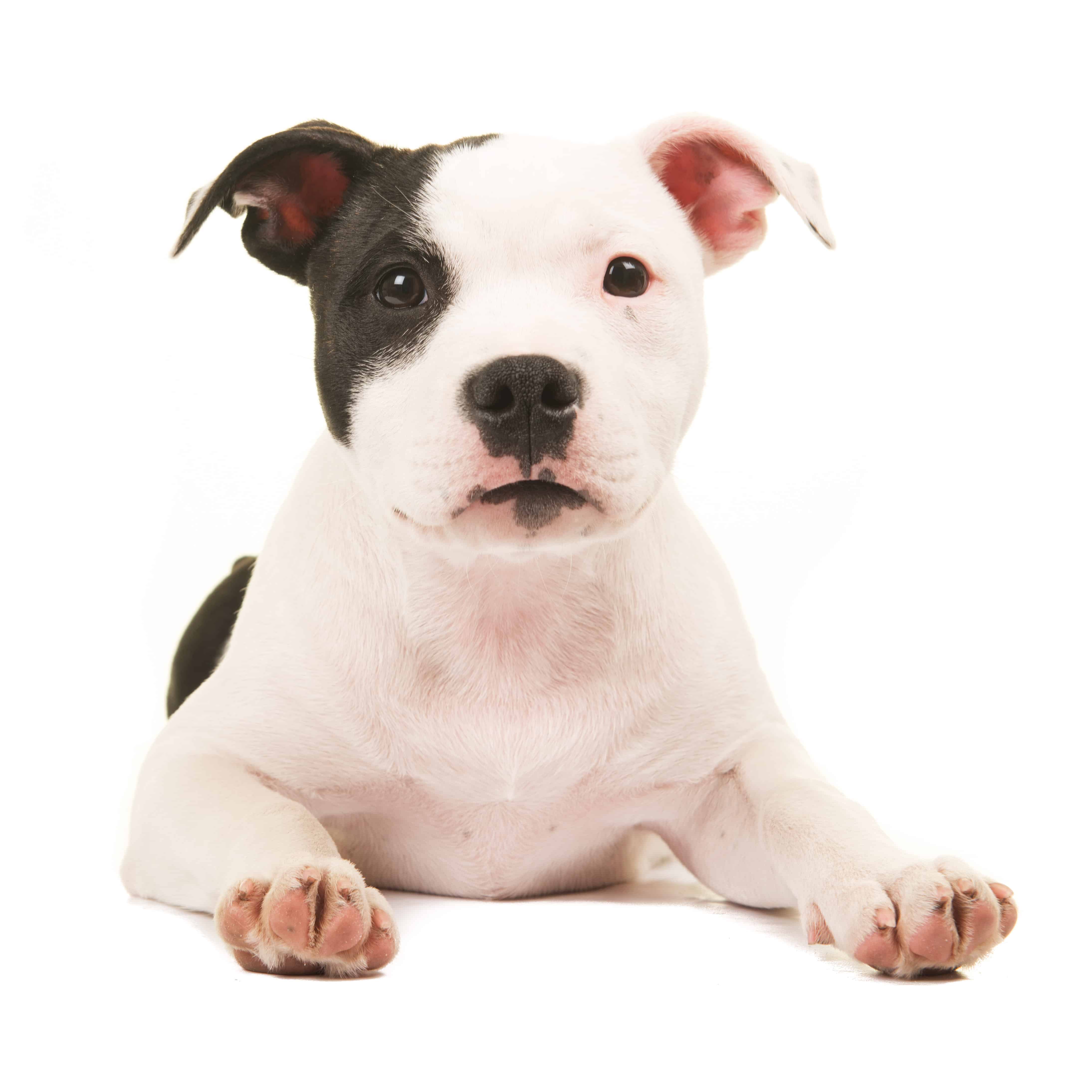 what is the best dog food for a pitbull puppy