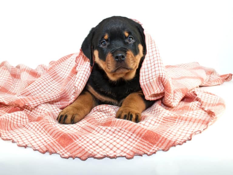 🦴 Best food for Rottweiler puppy for 2020 🦴 GoodPuppyFood