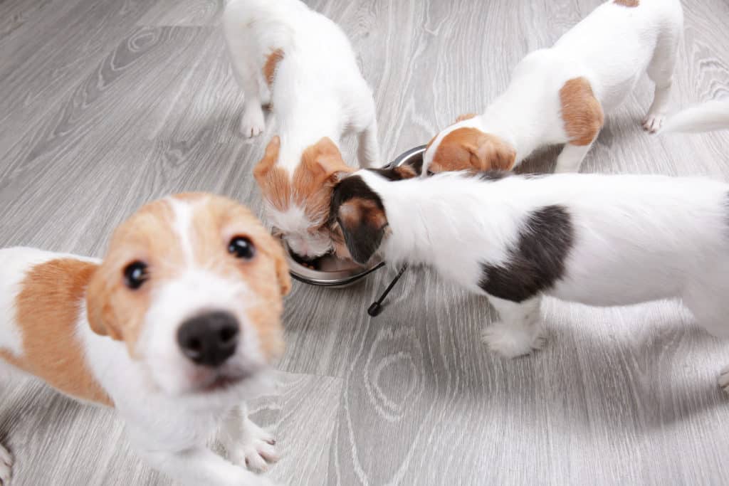 puppies eating dry food