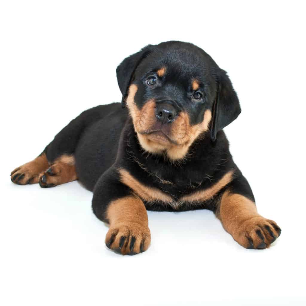 Rottweiler Puppy Food Chart