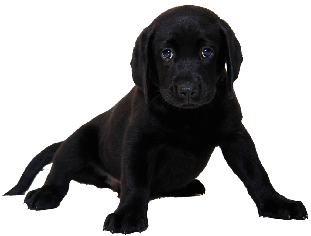 does my lab puppy need large breed food