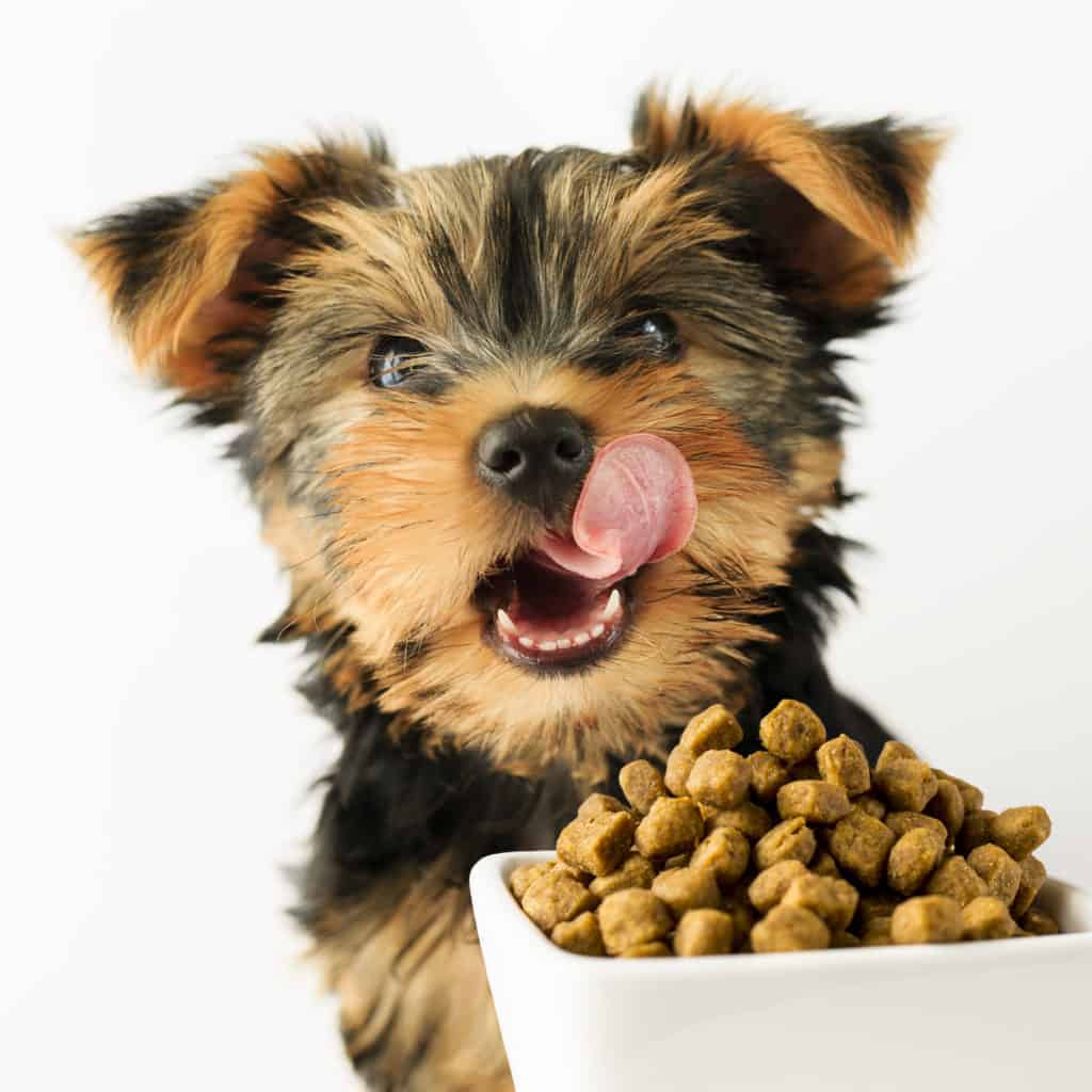 Yorkshire puppy eating dog food