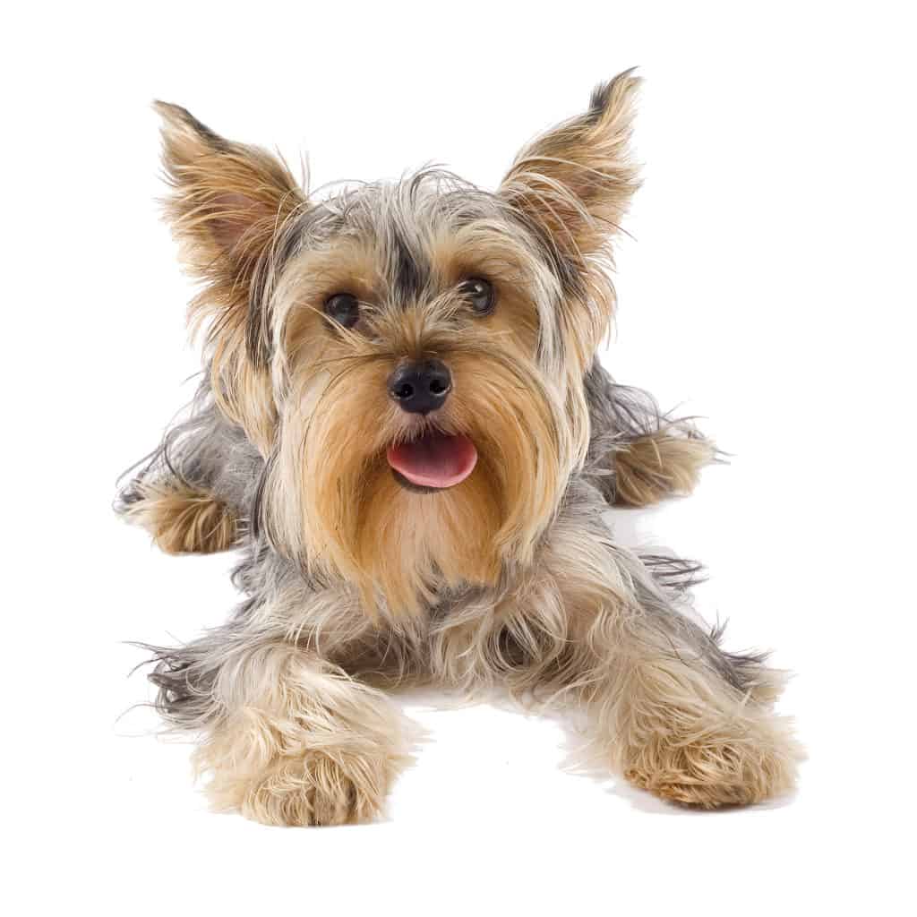 best wet dog food for yorkie puppies