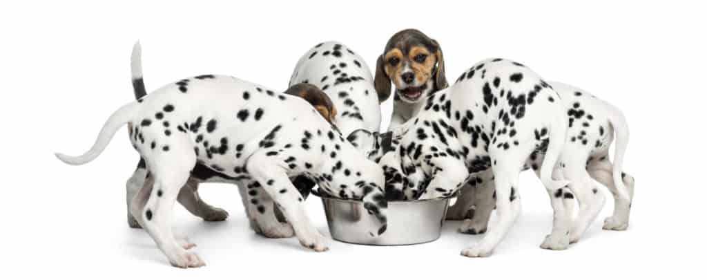 Fromm Dog Food Reviews Puppy Food Recalls 2021 Goodpuppyfood