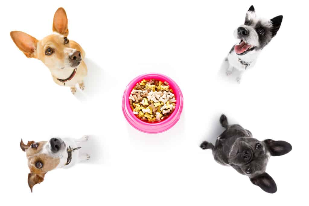 best purina dog food review