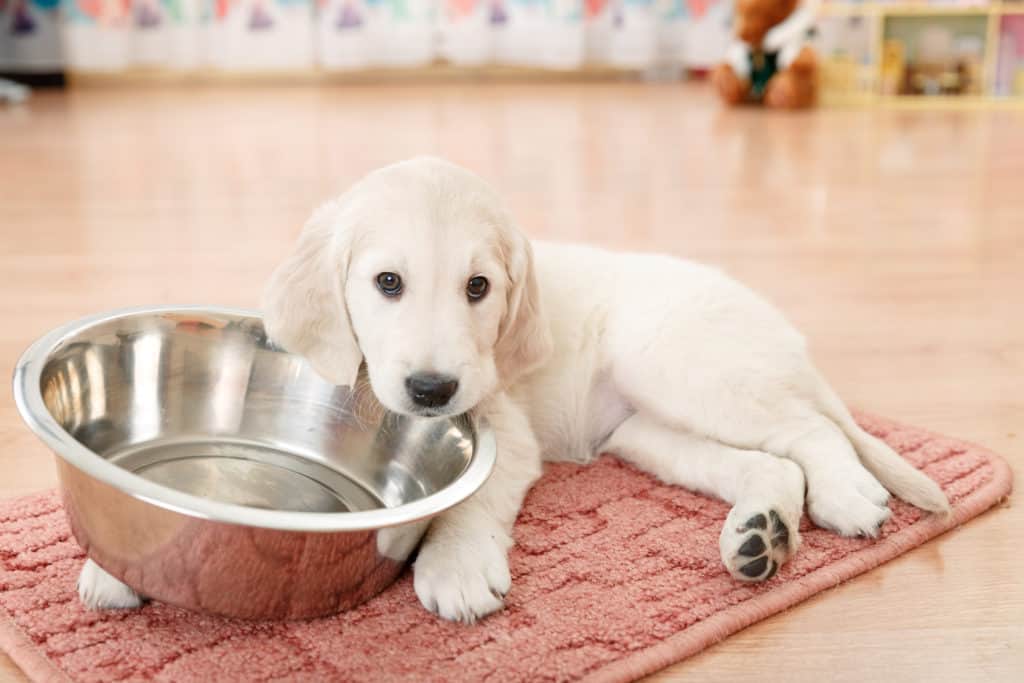 best-food-for-golden-retriever-puppy-in-2020-goodpuppyfood