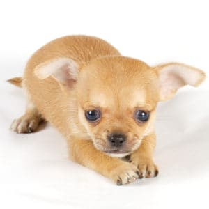 Chihuahua dog food