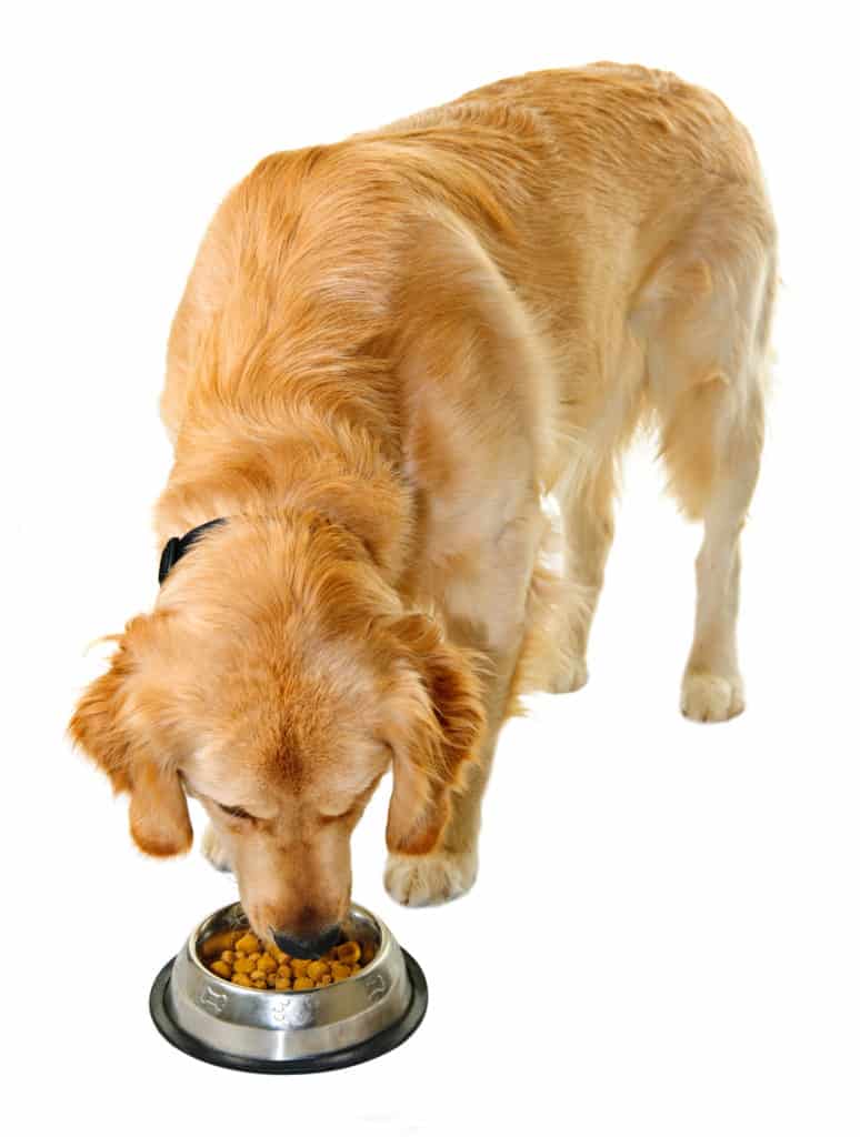 Golden Retriever and dog food