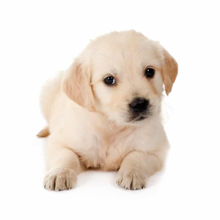 🦴 Best Food for Golden Retriever Puppy in 2021 🦴 GoodPuppyFood