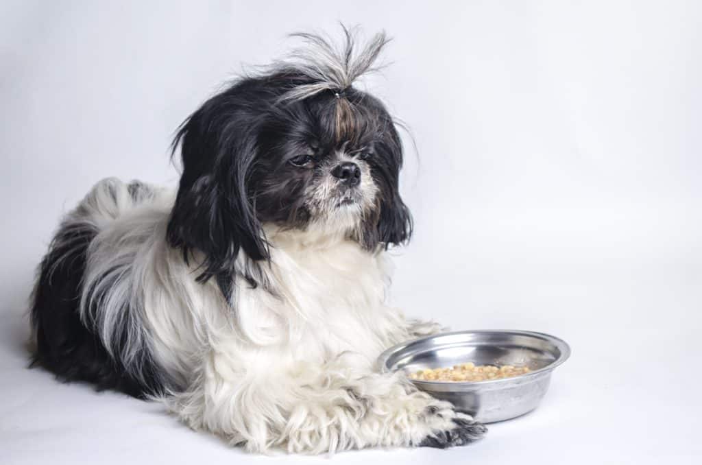 can shih tzu dogs eat cheese