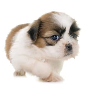 pupazzo shih tzu