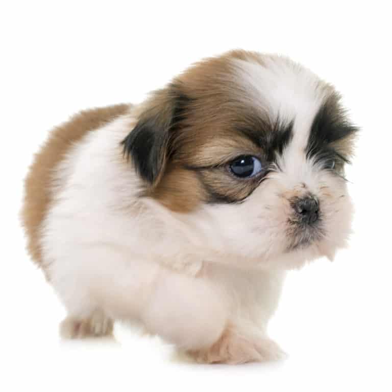 ? Best Dog & Puppy Food for Shih Tzu in 2024 ? GoodPuppyFood