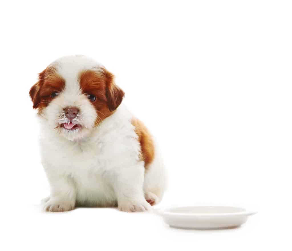 meilleure alimentation pour chiots Shih Tzu