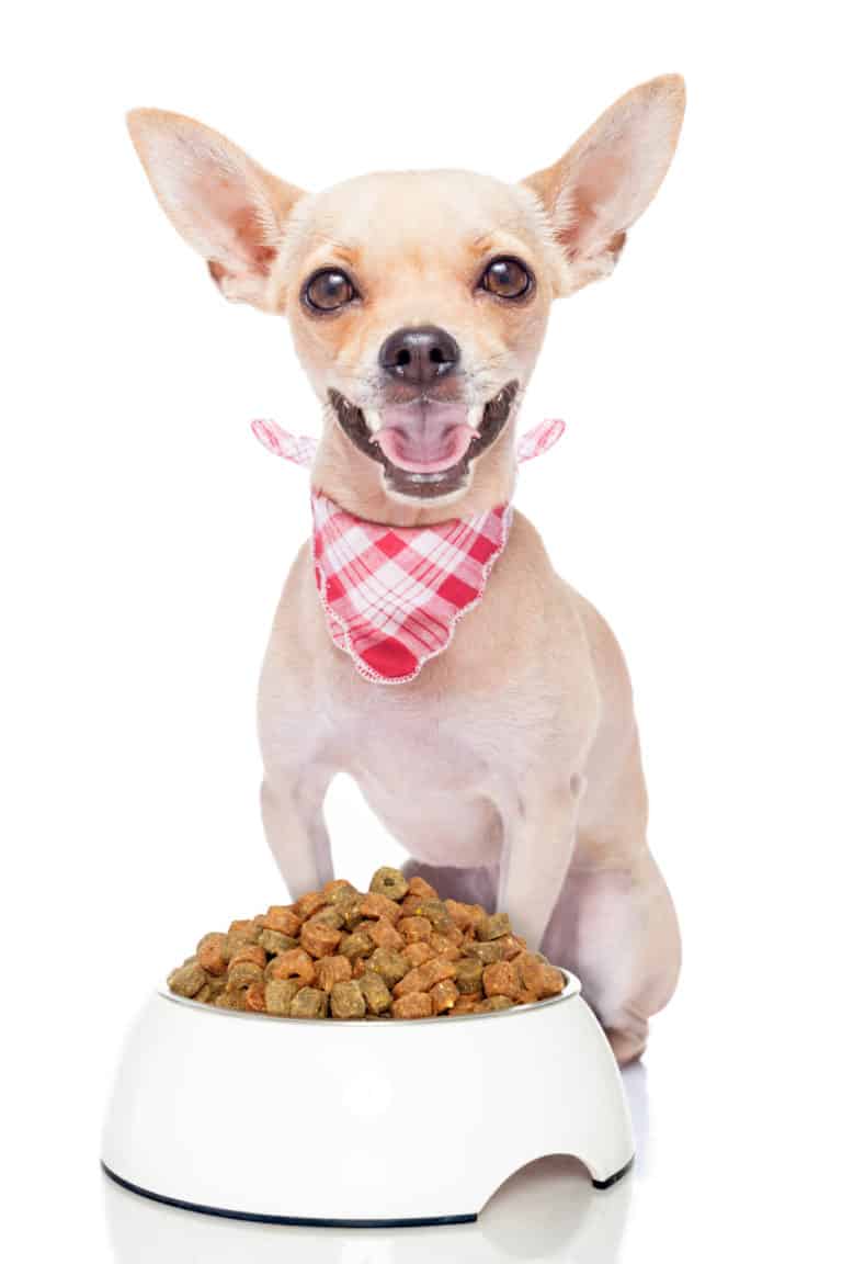 ? Best Food for Chihuahua Puppies in 2024 ? GoodPuppyFood