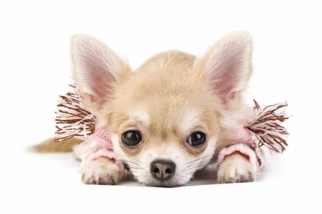 ? Best Food for Chihuahua Puppies in 2024 ? GoodPuppyFood