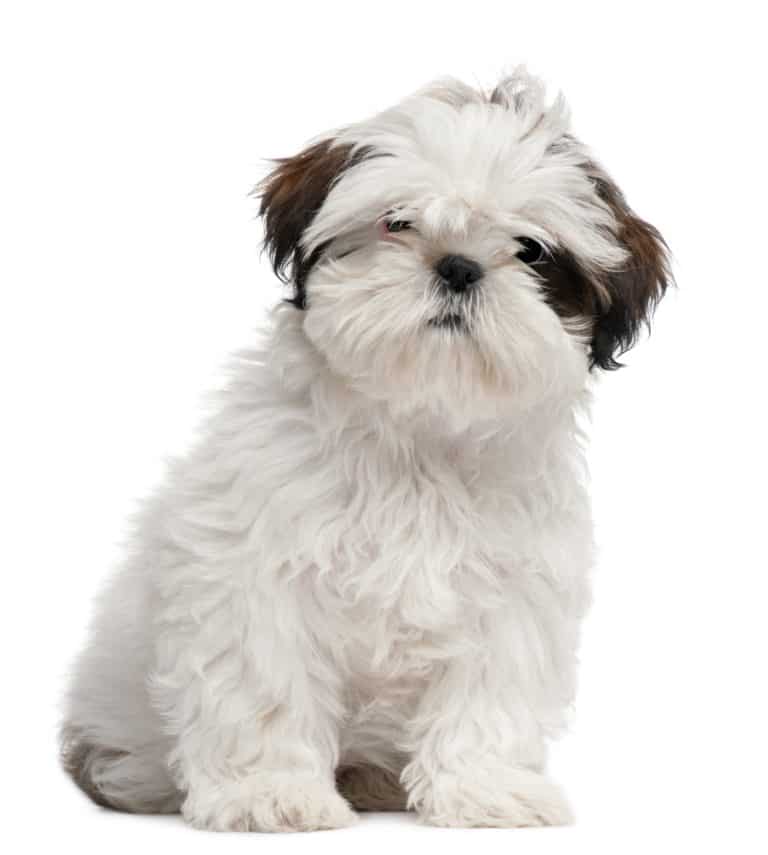 ? Best Dog & Puppy Food for Shih Tzu in 2024 ? GoodPuppyFood