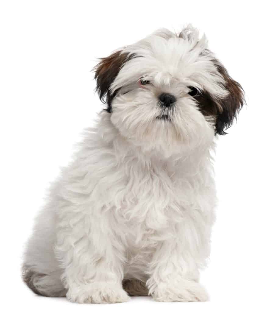 ShihTzu puppyvoer