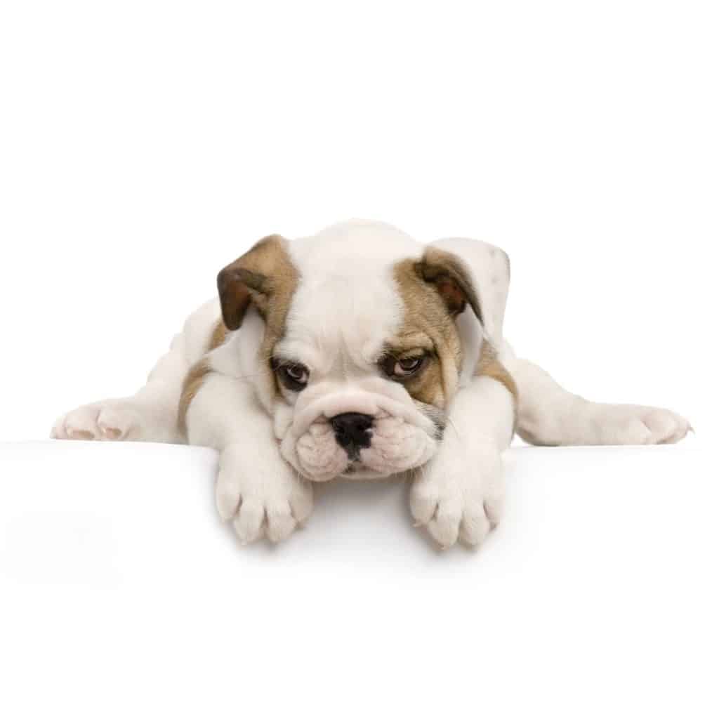  Best Dog Food For Boxer Puppies In 2024 GoodPuppyFood