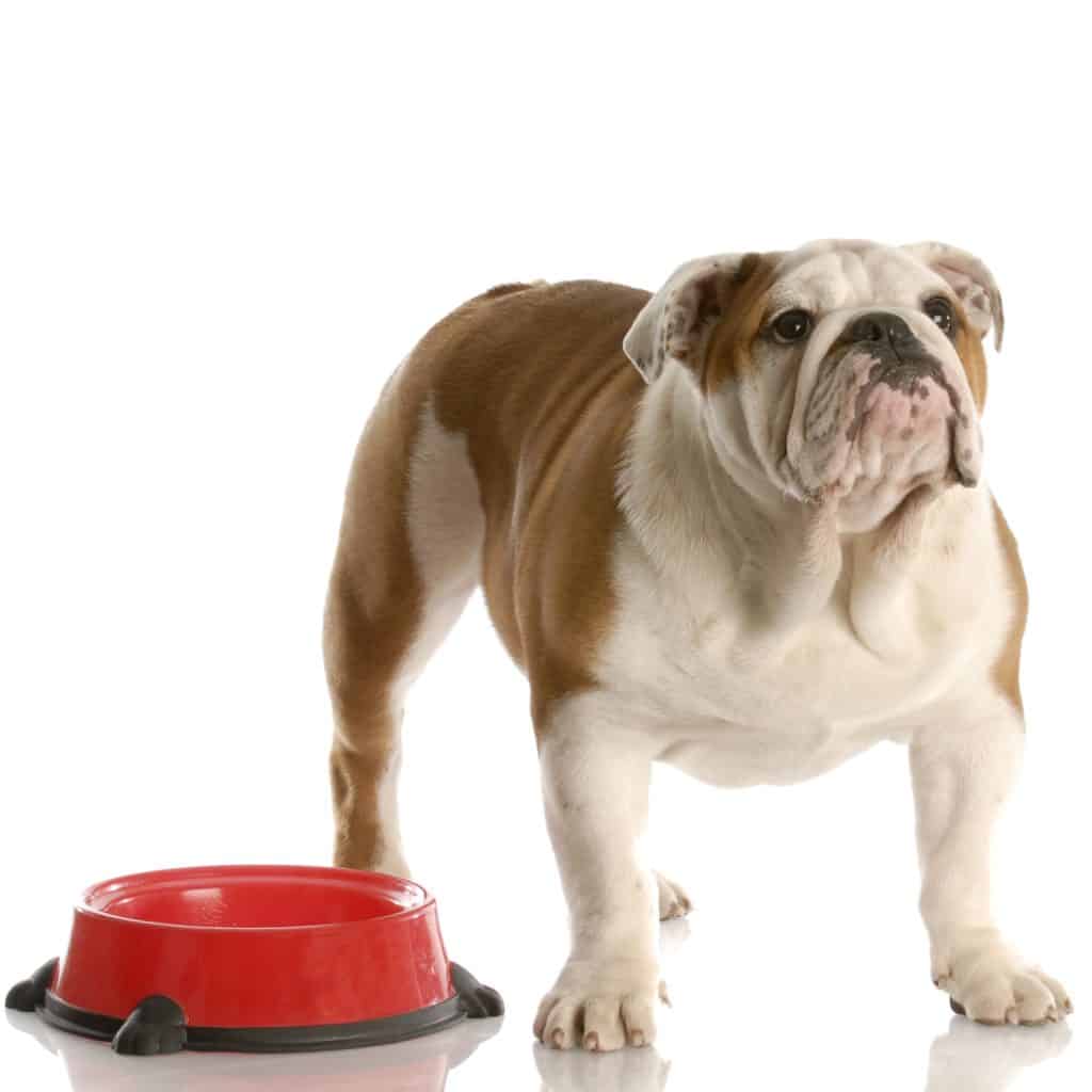 when should i stop puppy food