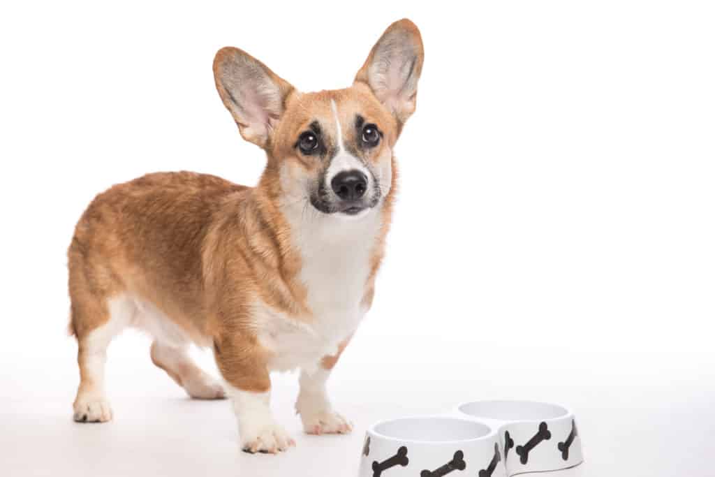 what to feed corgi puppy