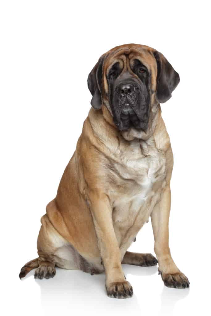 what is the best natural english mastiff chewable food