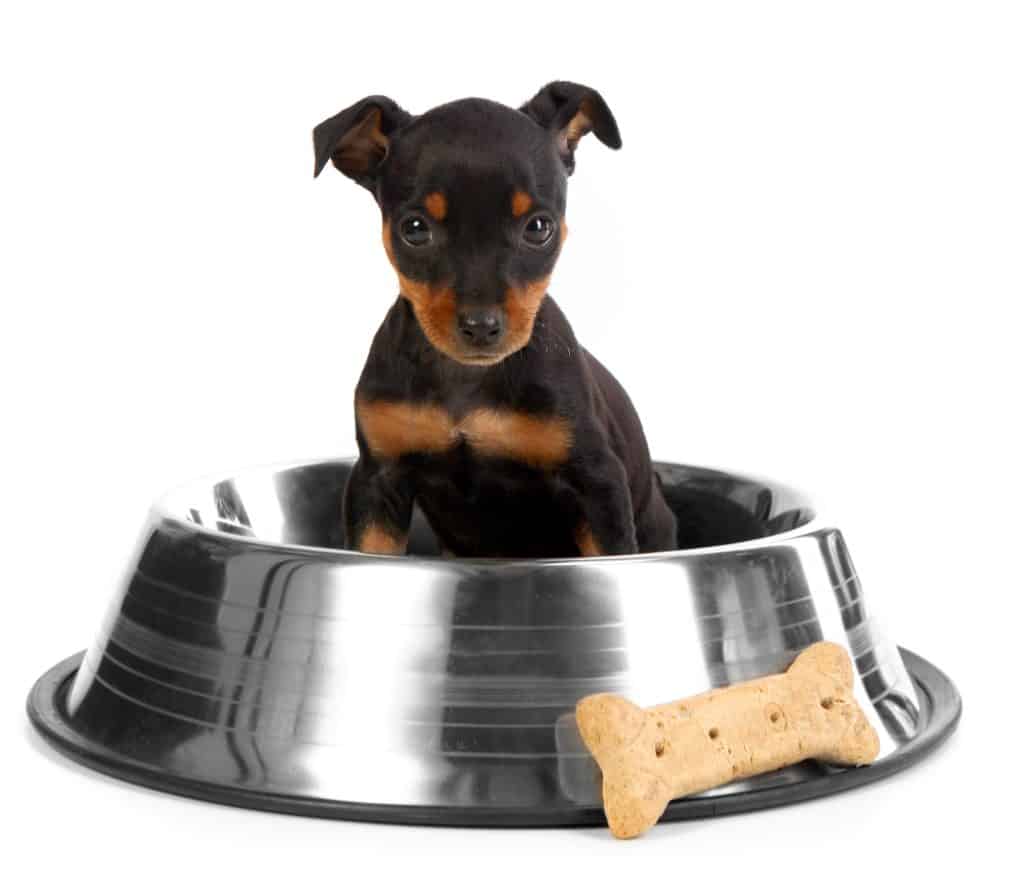 best puppy food for doberman pinschers