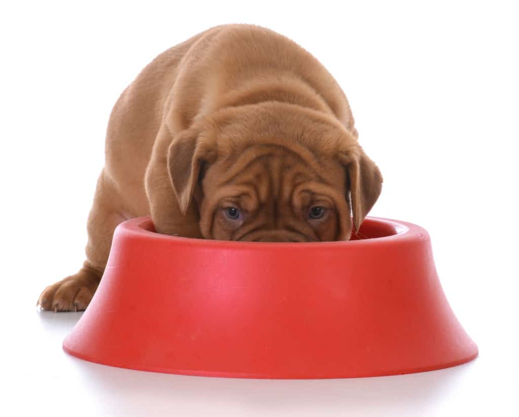 best food for mastiff puppy