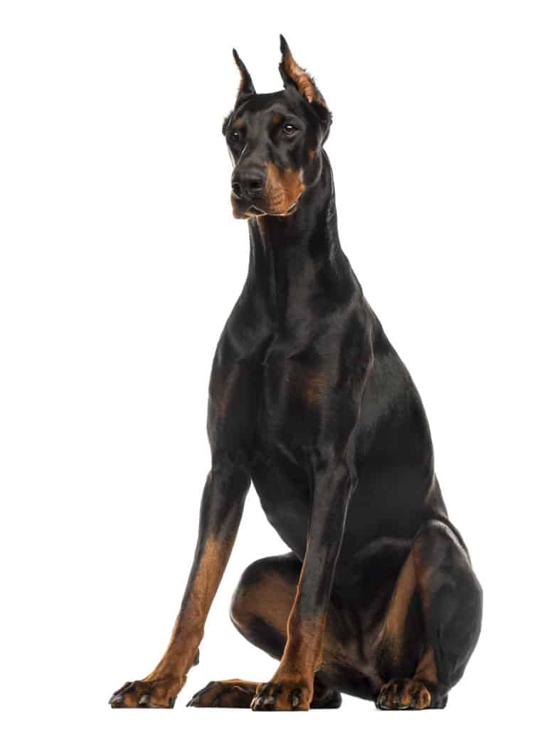 best puppy food for doberman pinschers