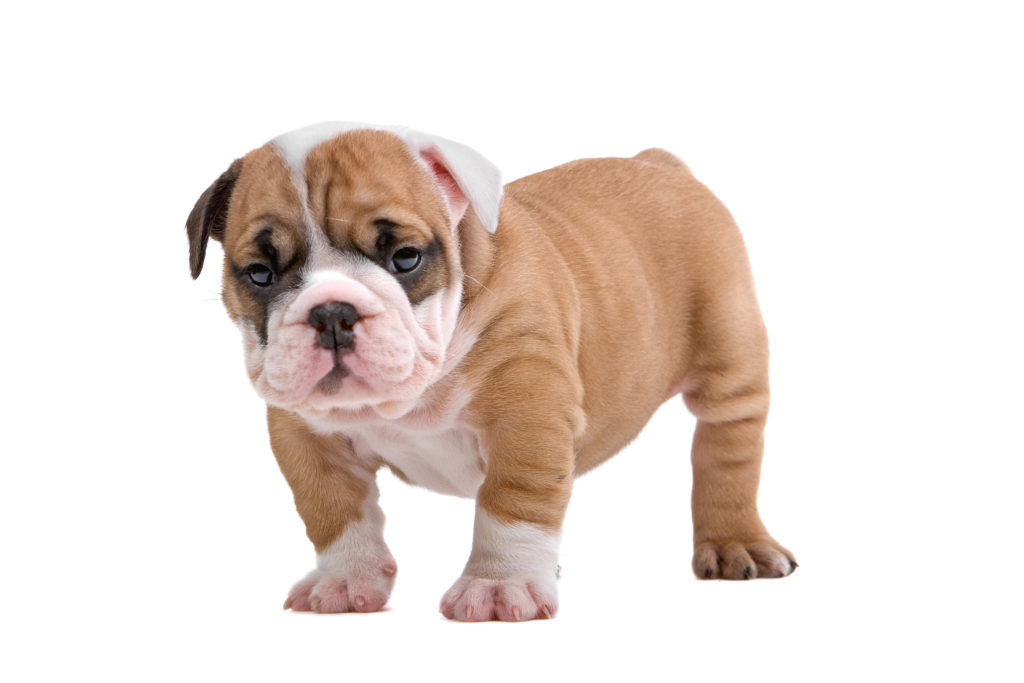 What's the best outlet food for english bulldogs