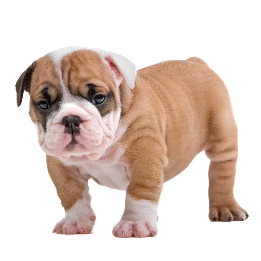 best bulldog puppy food