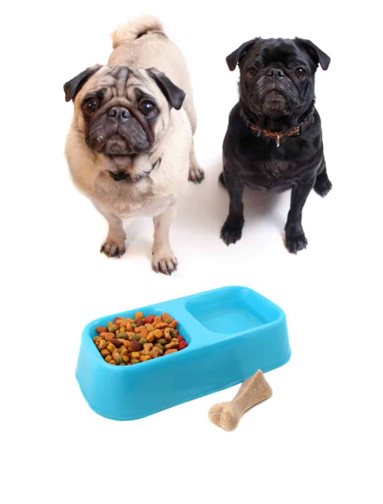 53 Top Images How Long Do You Give A Dog Puppy Food / How Much Food Should I Feed My Puppy? | CanineJournal.com ...