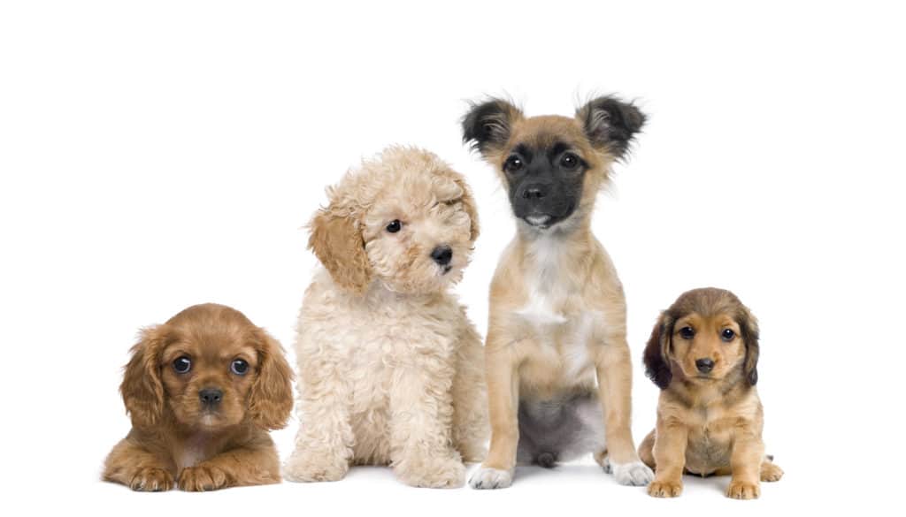 Diamond Dog Food Reviews Puppy Food Recalls 2021 Goodpuppyfood