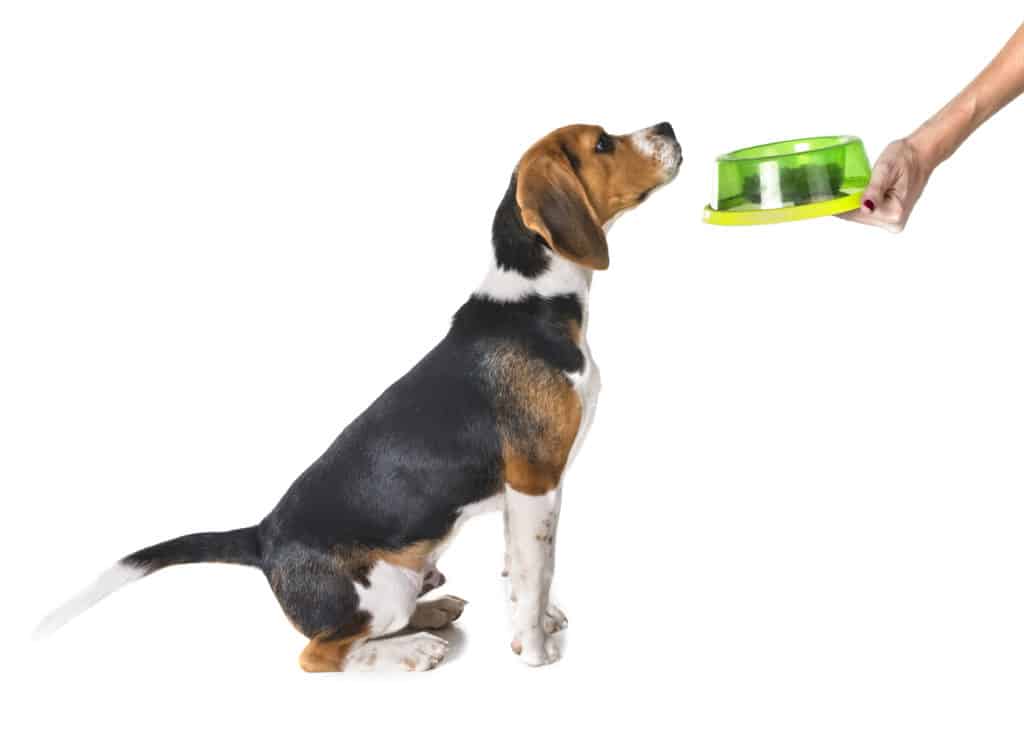 Best Dog Food For Beagles Puppy Food In 2021 Goodpuppyfood