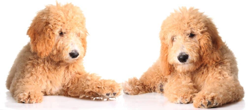 Best Food for Goldendoodle Puppies A Guide to Optimal Nutrition