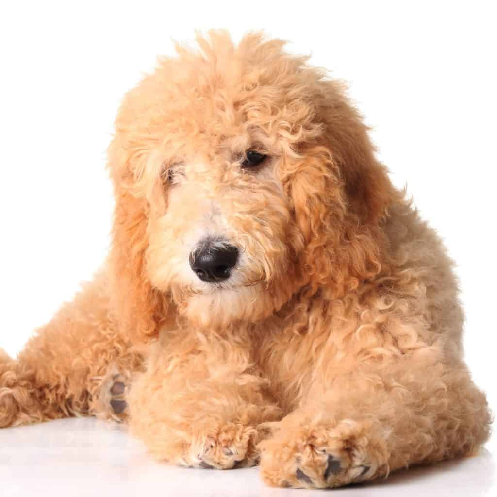 best puppy food for goldendoodle